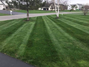 Perfect lines on this lawn that is maintained by Landscape Solutions located in Rochester NY.
